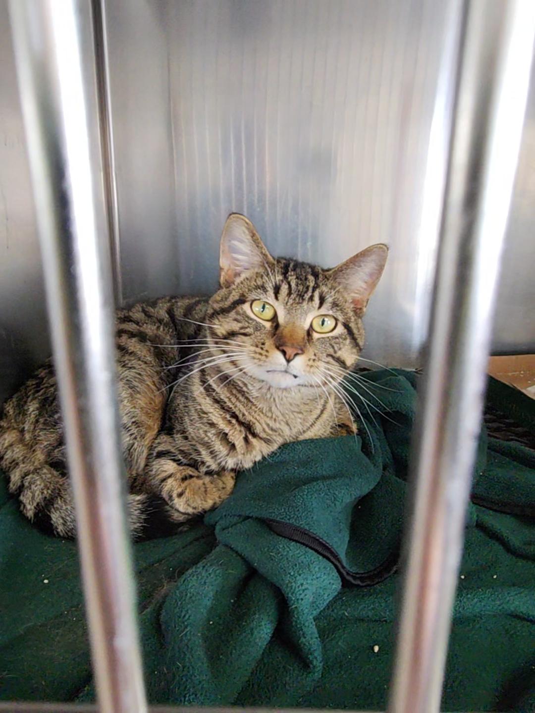 Enlarge Usher, a Adopted American Shorthair in Marinette, WI image 1/2