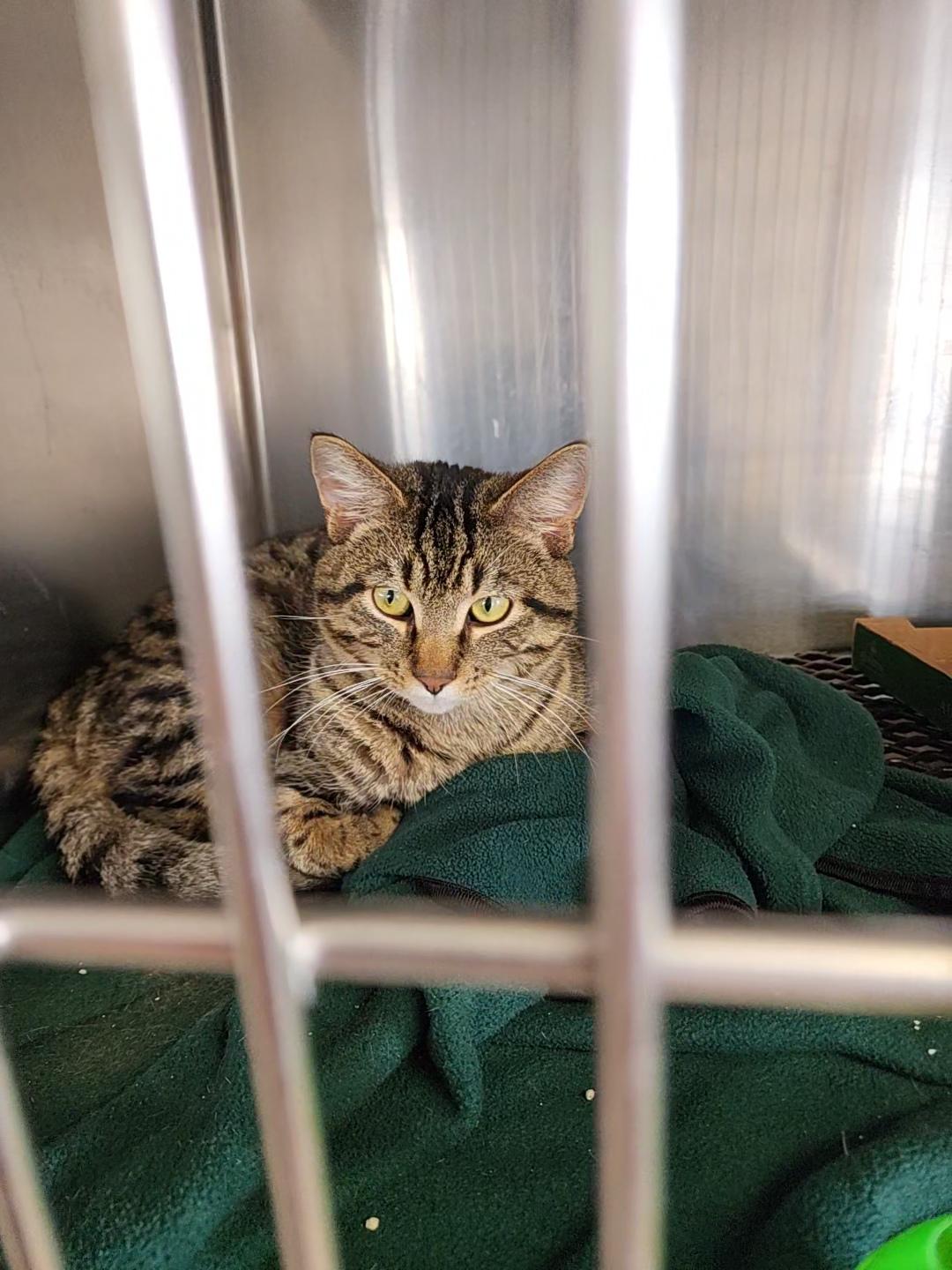 Enlarge Usher, a Adopted American Shorthair in Marinette, WI image 2/2