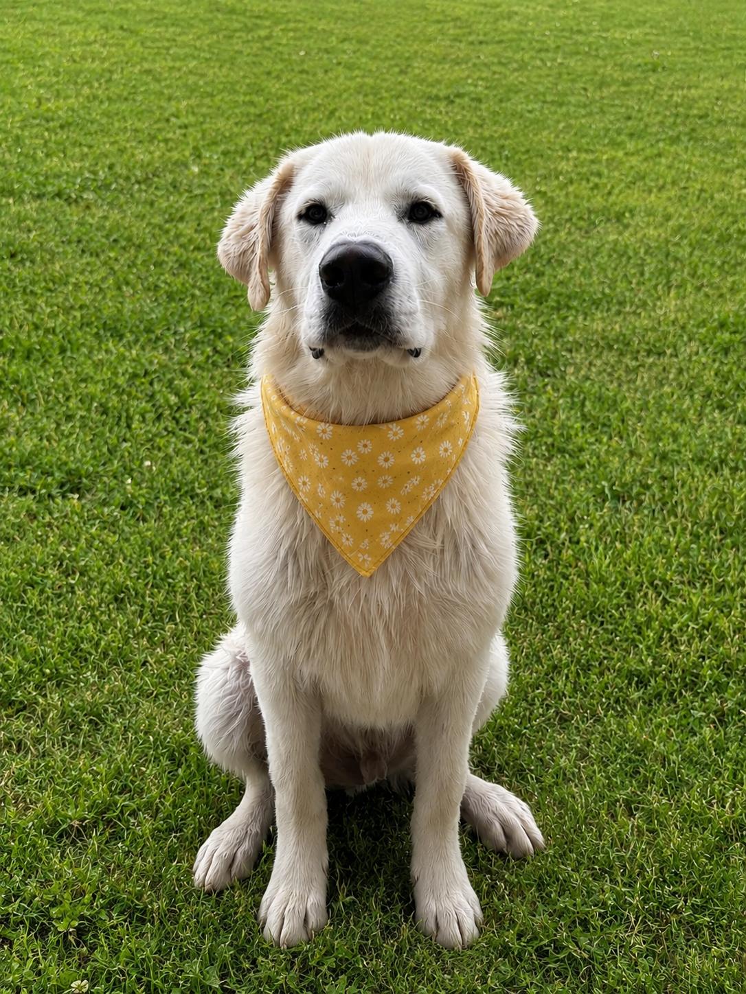 Boone, adopted, Young Male Great Pyrenees.