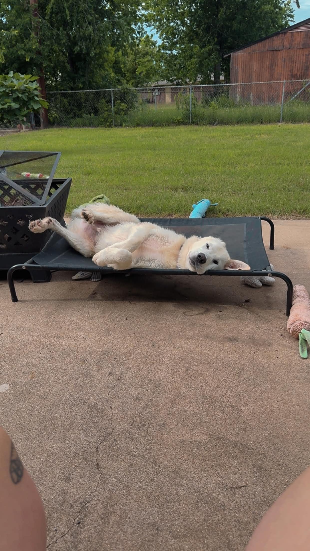 Enlarge Boone, an adopted mixed breed in Portland, OR image 2/5