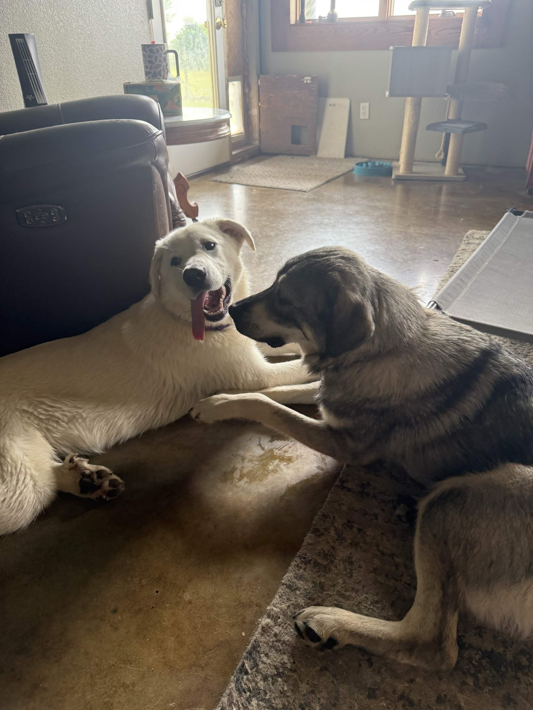 Enlarge Boone, an adopted mixed breed in Portland, OR image 3/5