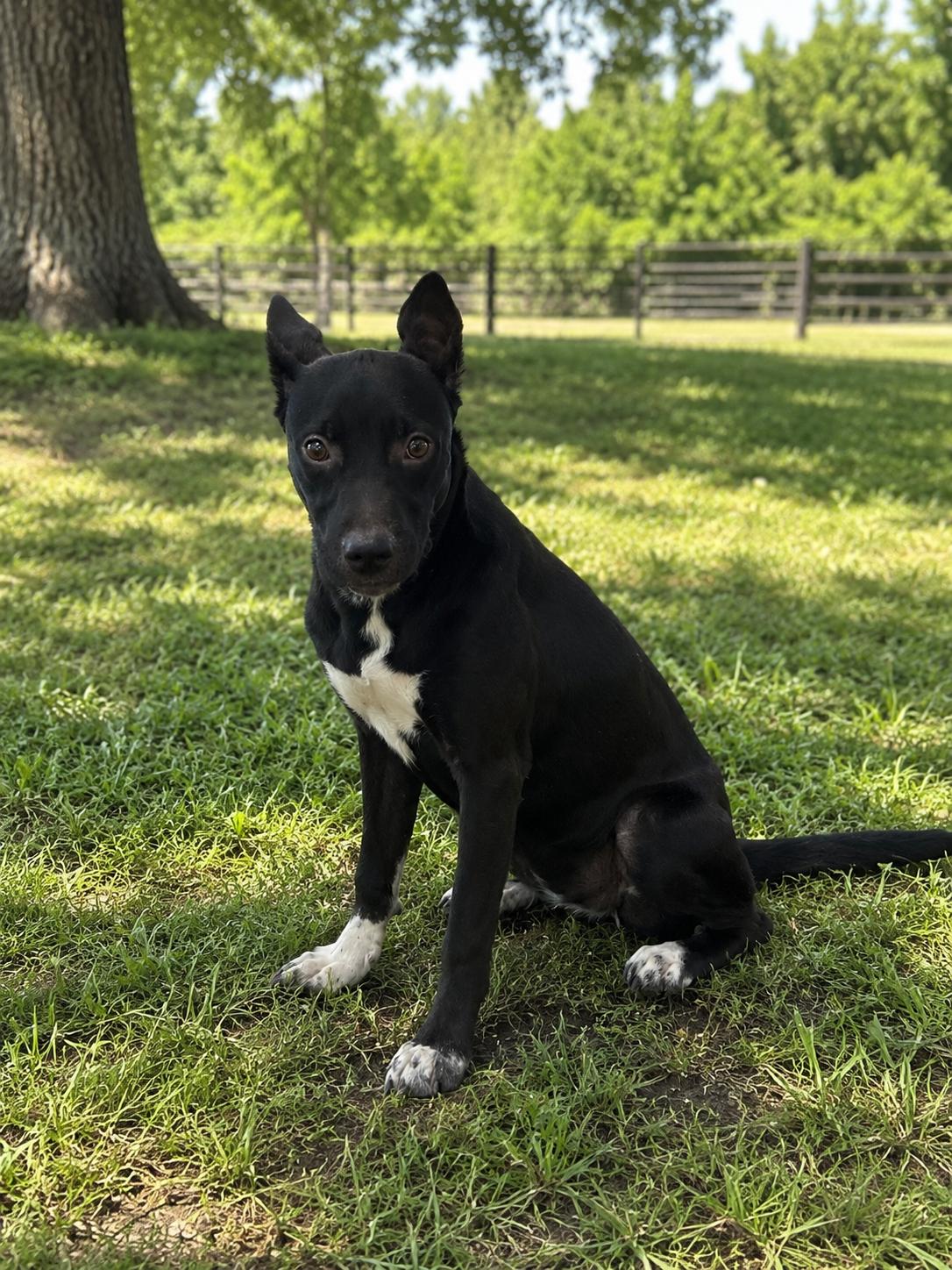 Enlarge Mai, a Adoptable mixed breed in Mexia, TX image 1/1