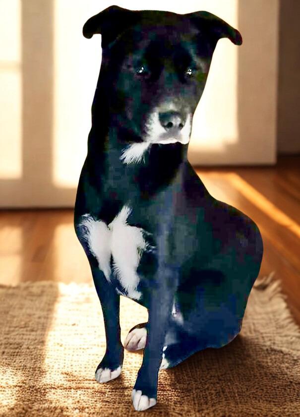 Enlarge Negro, a Adoptable mixed breed in Escondido, CA image 2/3