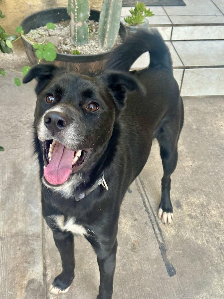 Negro, Adoptable, Young Male Border Collie & Flat-Coated Retriever.