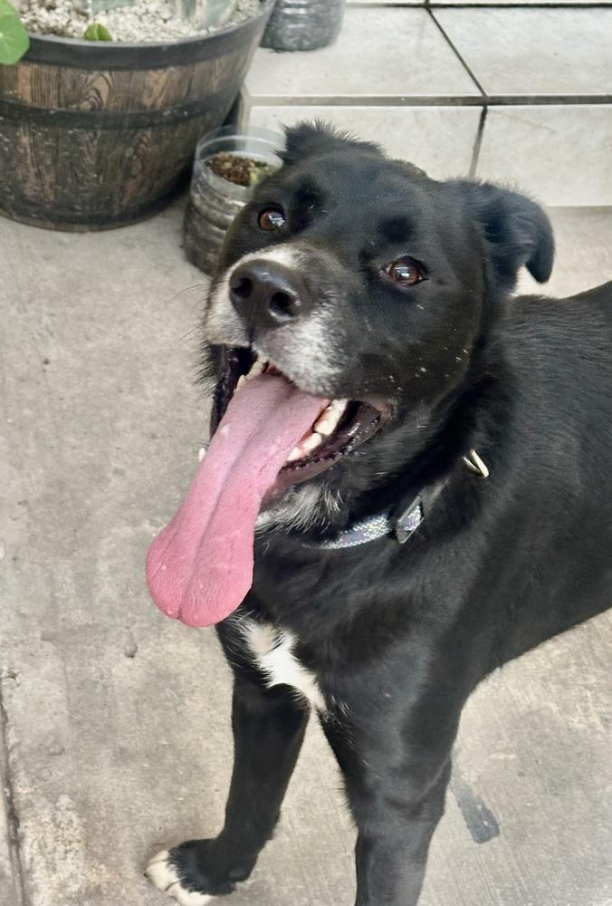 Negro, Adoptable, Young Male Border Collie & Flat-Coated Retriever.
