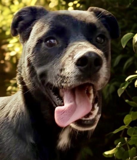 Enlarge Negro, a Adoptable mixed breed in Escondido, CA image 3/3