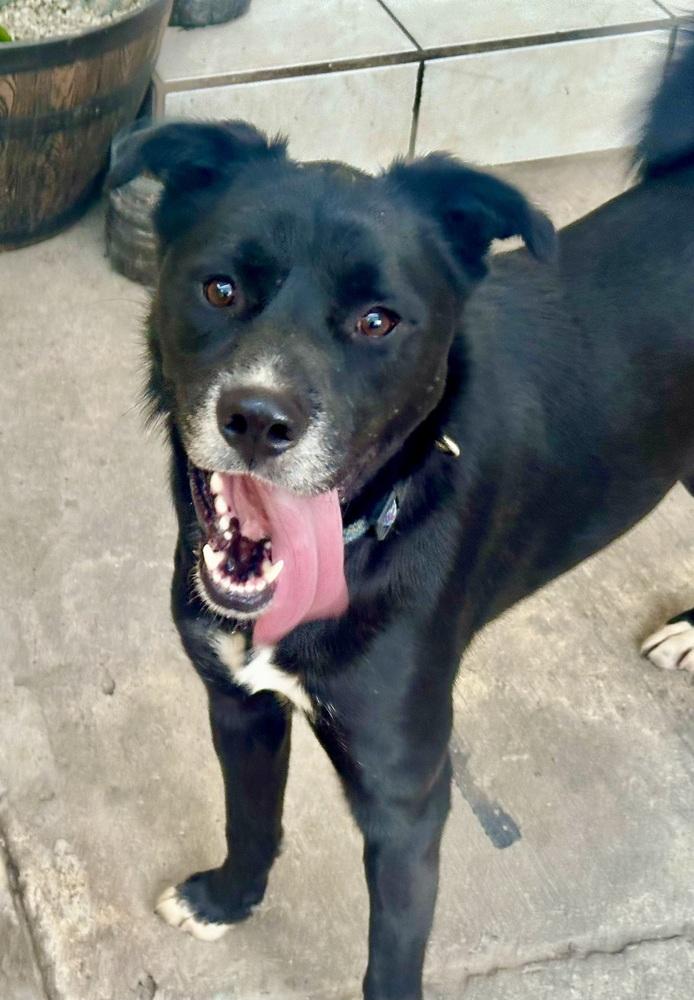 Enlarge Negro, a Adoptable mixed breed in Escondido, CA image 3/6