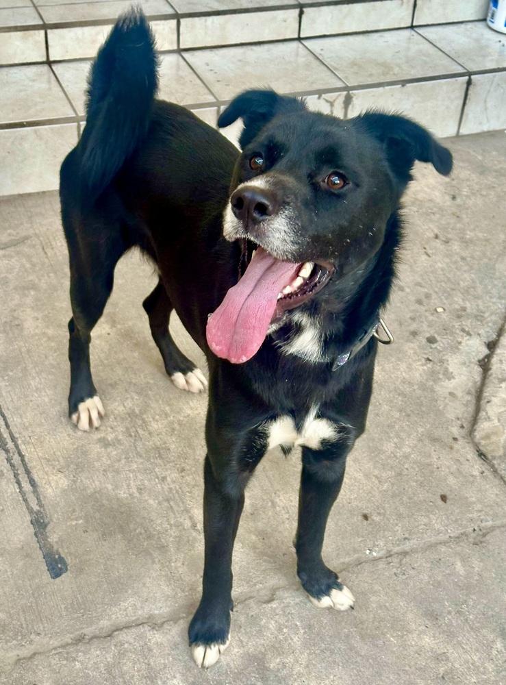 Enlarge Negro, a Adoptable mixed breed in Escondido, CA image 4/6