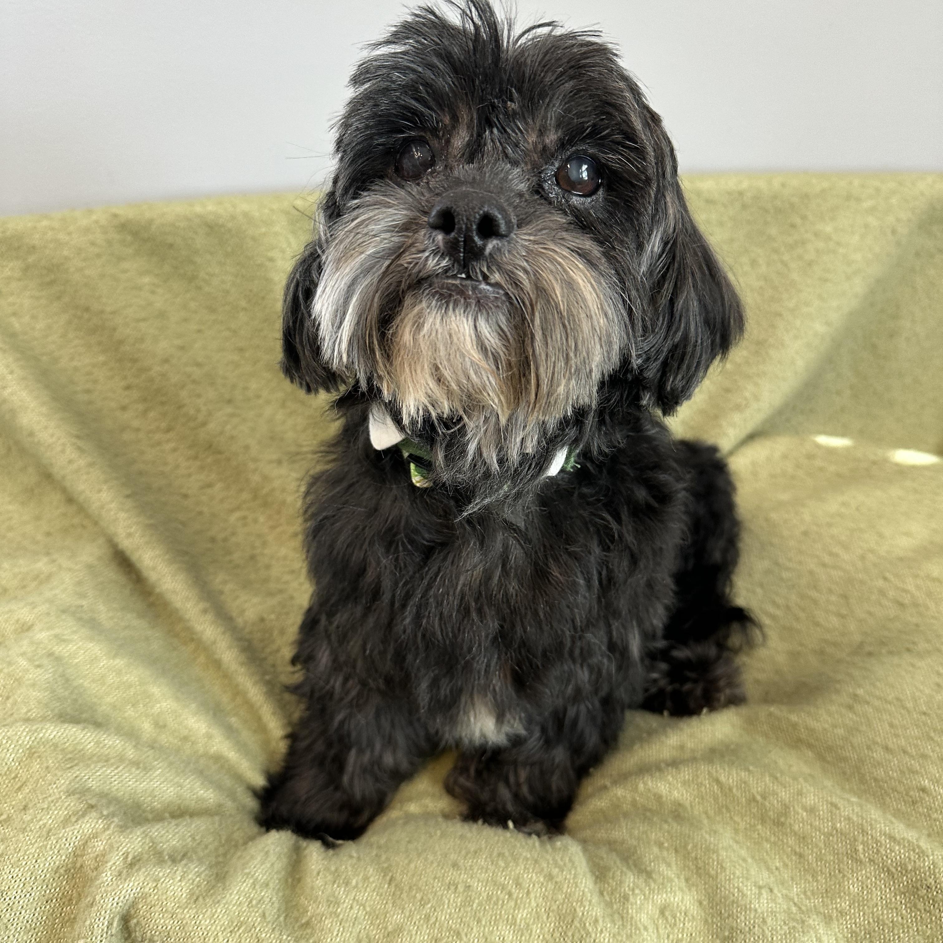 Enlarge Paddy, an adopted mixed breed in Lawrenceville, GA image 3/3