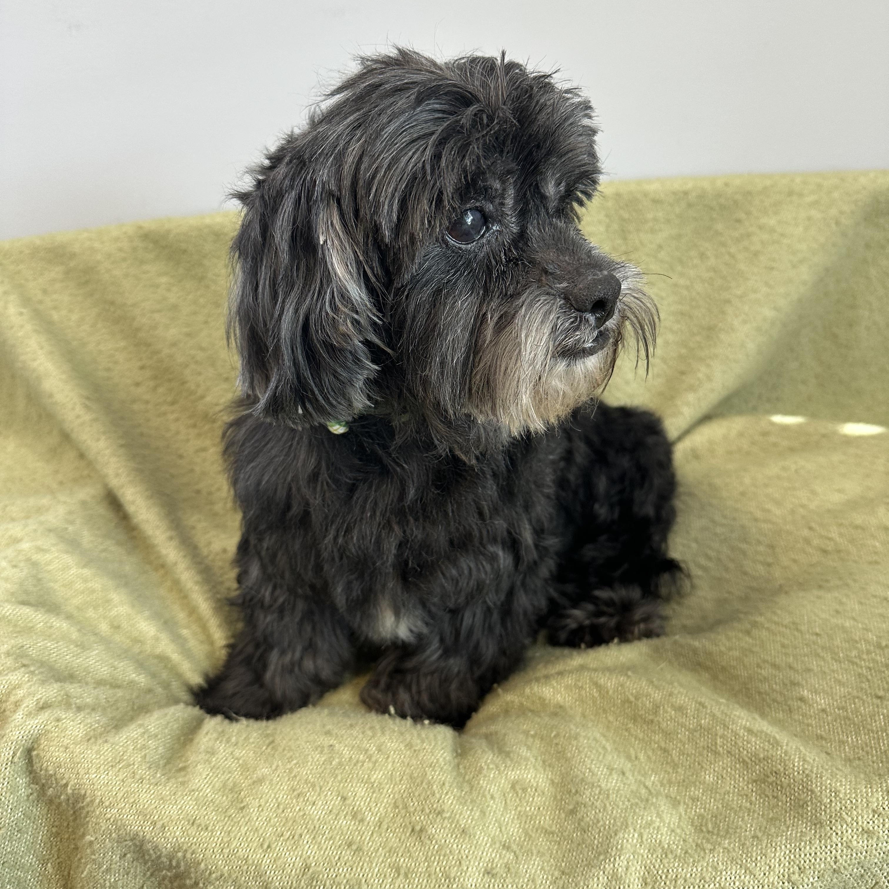 Enlarge Paddy, an adopted mixed breed in Lawrenceville, GA image 2/3