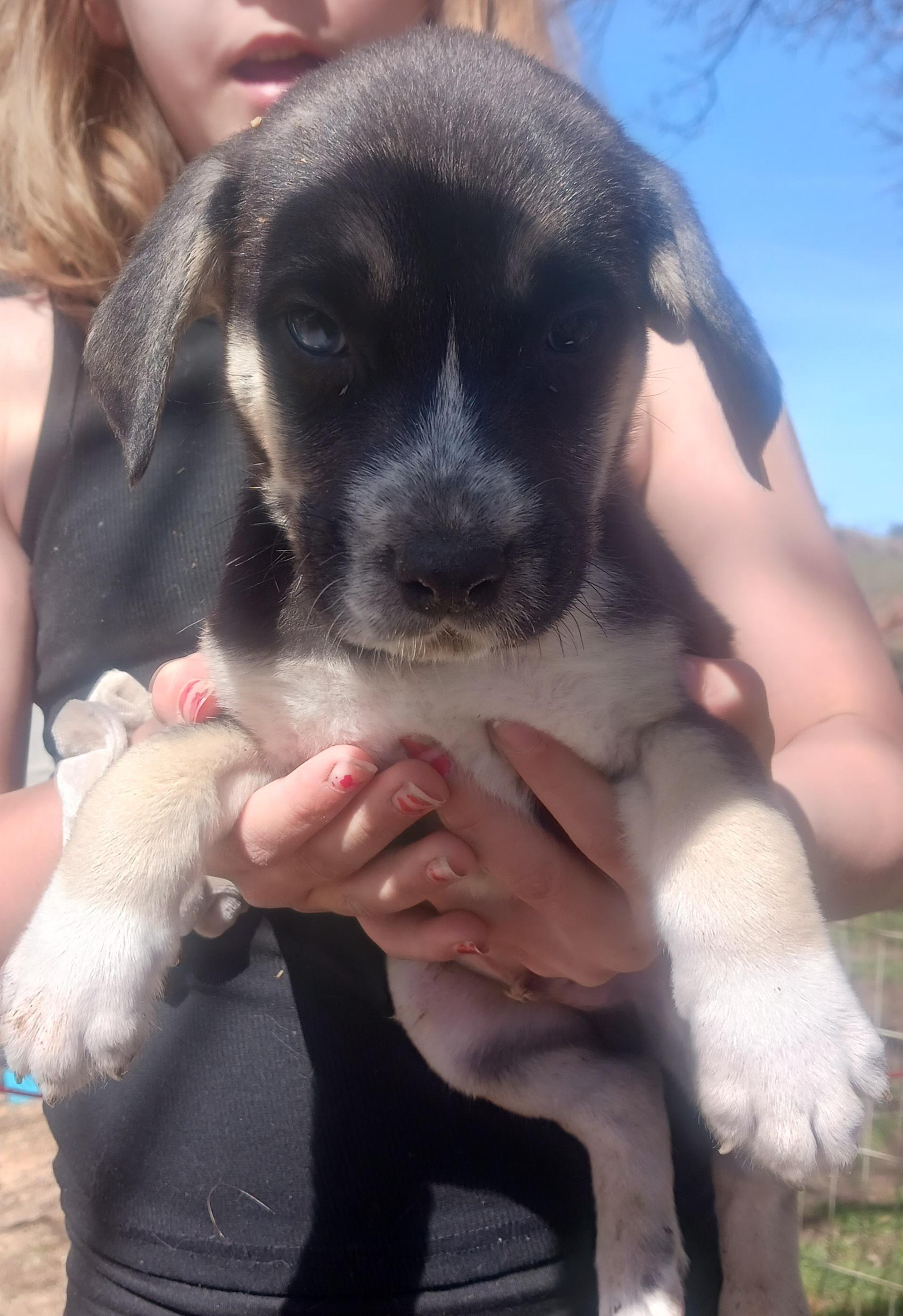 Jafar, Adopted, Puppy Male Husky & Dalmatian.