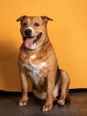 Enlarge Sir Wallace (Foster), a Adoptable Mixed Breed in Atlanta, GA image 2/4