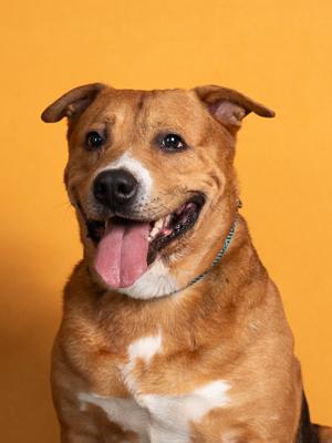 Enlarge Sir Wallace (Foster), a Adoptable Mixed Breed in Atlanta, GA image 2/2
