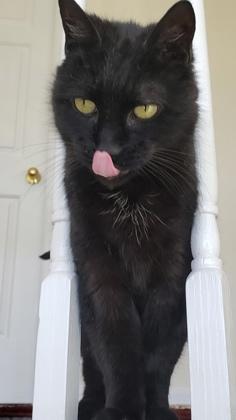 Pepsi - Available in Foster, a Adoptable Domestic Short Hair in Madison, NJ image 1/3