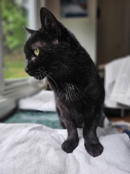 Pepsi - Available in Foster, a Adoptable Domestic Short Hair in Madison, NJ image 1/3