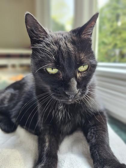 Pepsi - Available in Foster, Adoptable, Senior Female Domestic Short Hair & Domestic Short Hair.