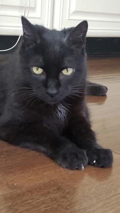 Enlarge Pepsi - Available in Foster, a Adoptable Domestic Short Hair in Madison, NJ image 2/3