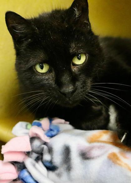 Enlarge Pepsi - Available in Foster, a Adoptable Domestic Short Hair in Madison, NJ image 3/3