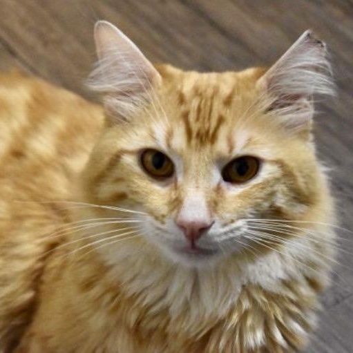 Enlarge Clowdy, a ADOPTABLE American Shorthair in Union City, NJ image 1/6