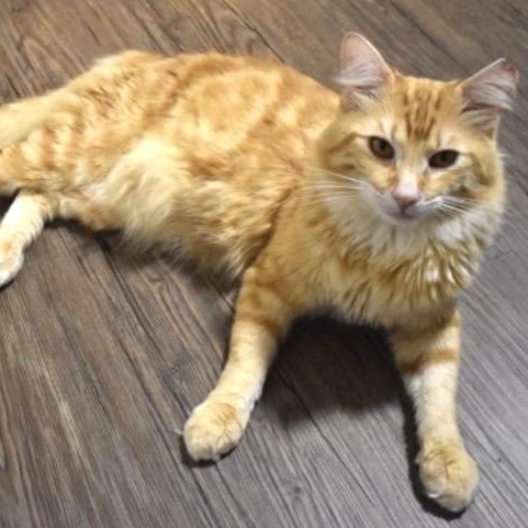 Enlarge Clowdy, a ADOPTABLE American Shorthair in Union City, NJ image 3/6