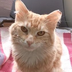 Enlarge Clowdy, a ADOPTABLE American Shorthair in Union City, NJ image 2/6