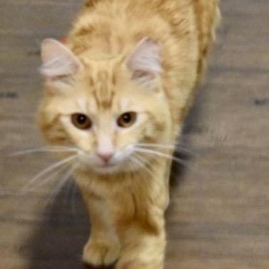 Enlarge Clowdy, a ADOPTABLE American Shorthair in Union City, NJ image 4/6