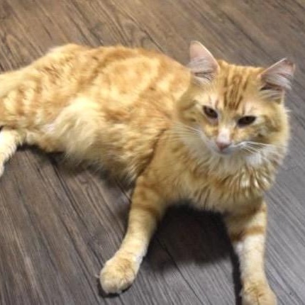 Enlarge Clowdy, a ADOPTABLE American Shorthair in Union City, NJ image 5/6