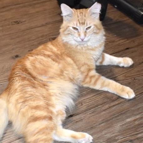 Enlarge Clowdy, a ADOPTABLE American Shorthair in Union City, NJ image 6/6