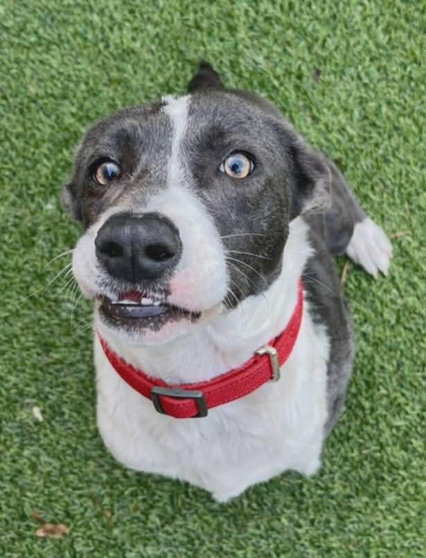 Enlarge Little Boy Blue, a ADOPTABLE mixed breed in Cochran, GA image 1/1