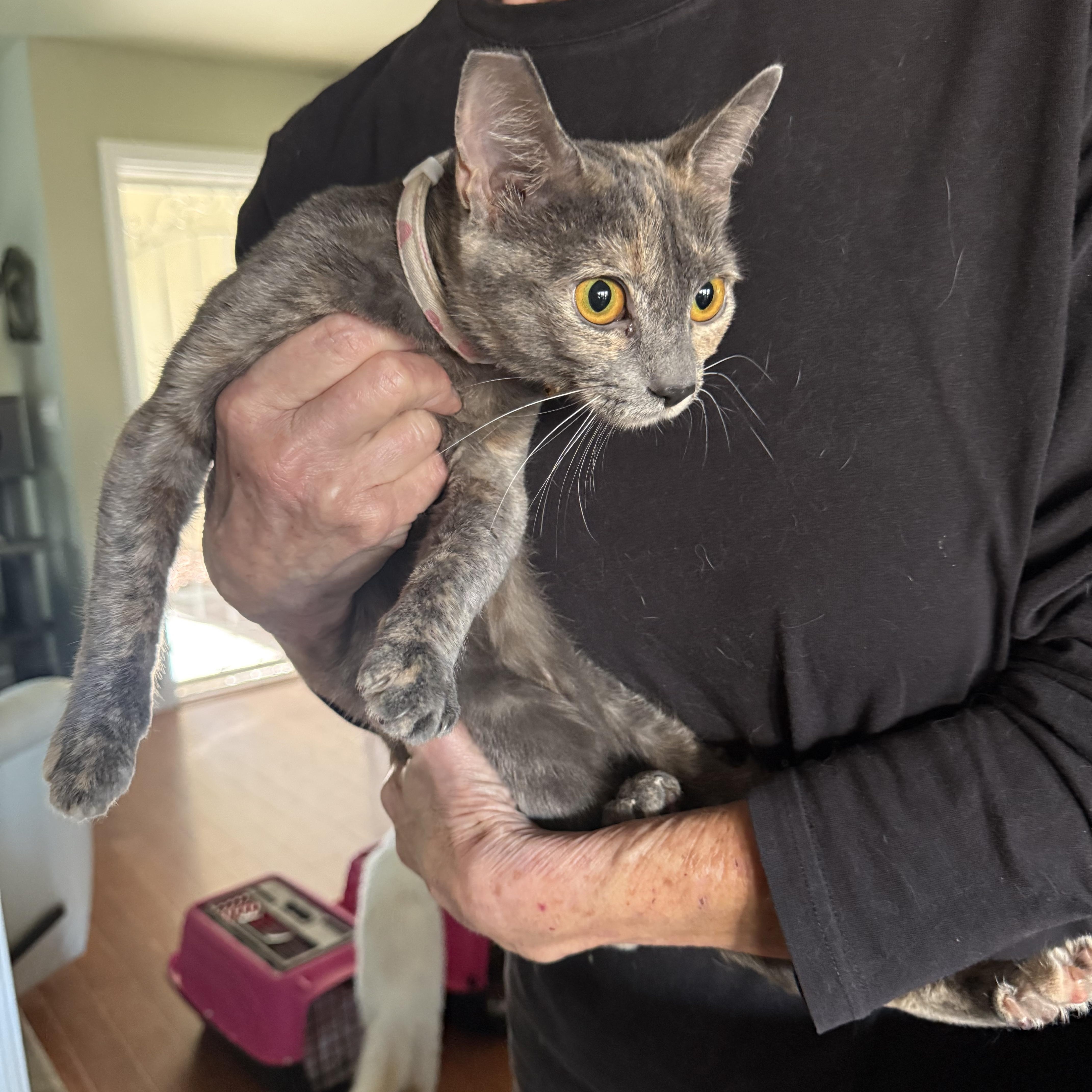 Sugar Plum, Adoptable, Young Female Dilute Tortoiseshell.