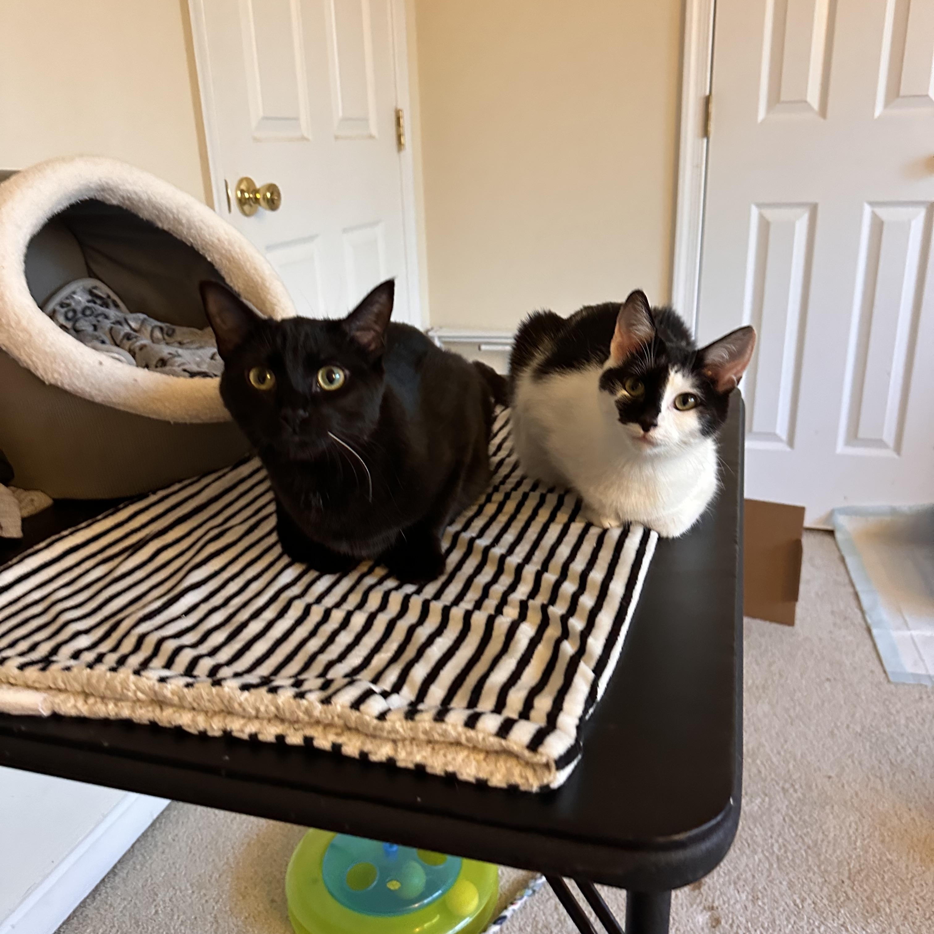 Enlarge Diamond, a Adoptable Domestic Short Hair in Prince Frederick, MD image 6/6