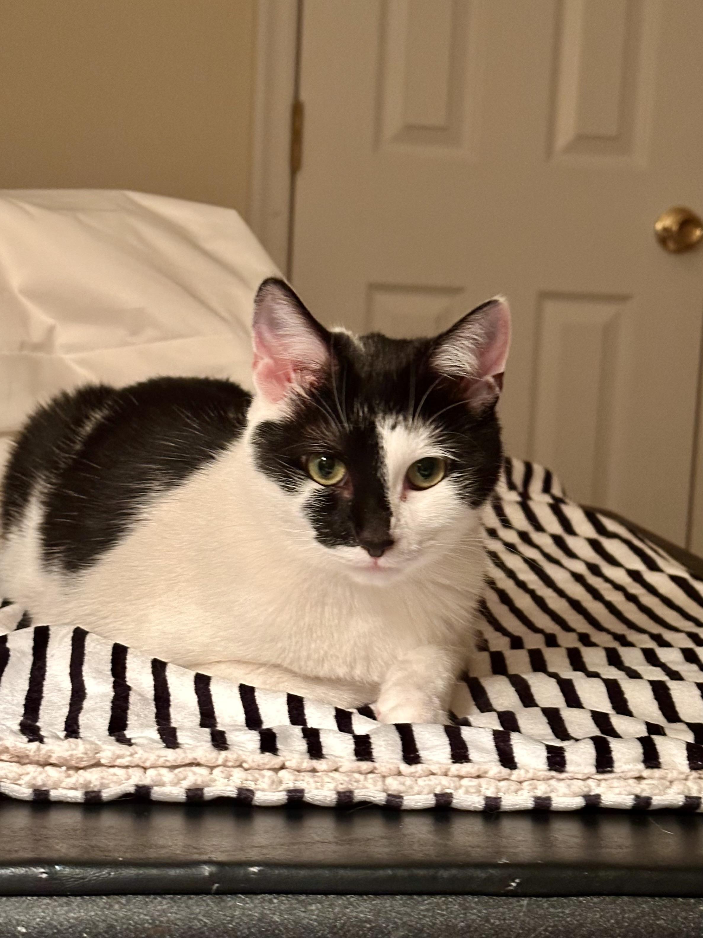 Enlarge Diamond, a Adoptable Domestic Short Hair in Prince Frederick, MD image 1/6