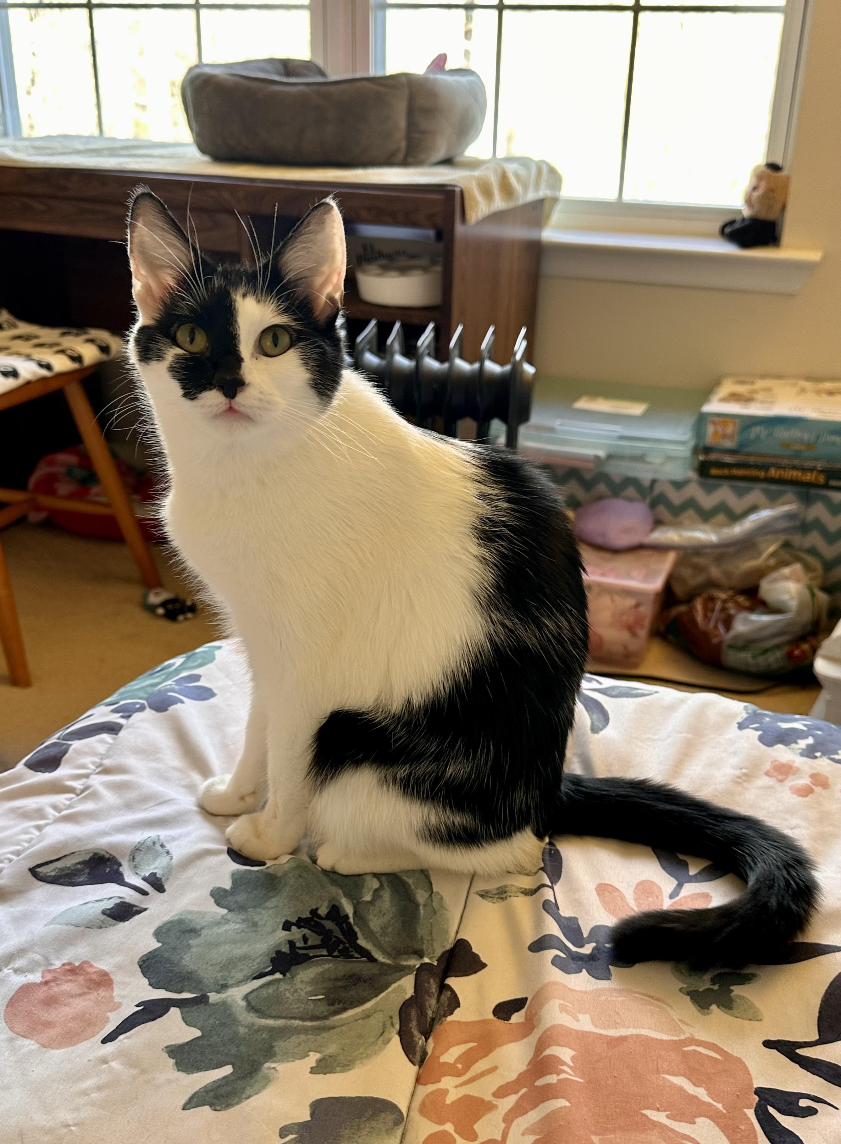 Enlarge Diamond, a Adoptable Domestic Short Hair in Prince Frederick, MD image 5/6