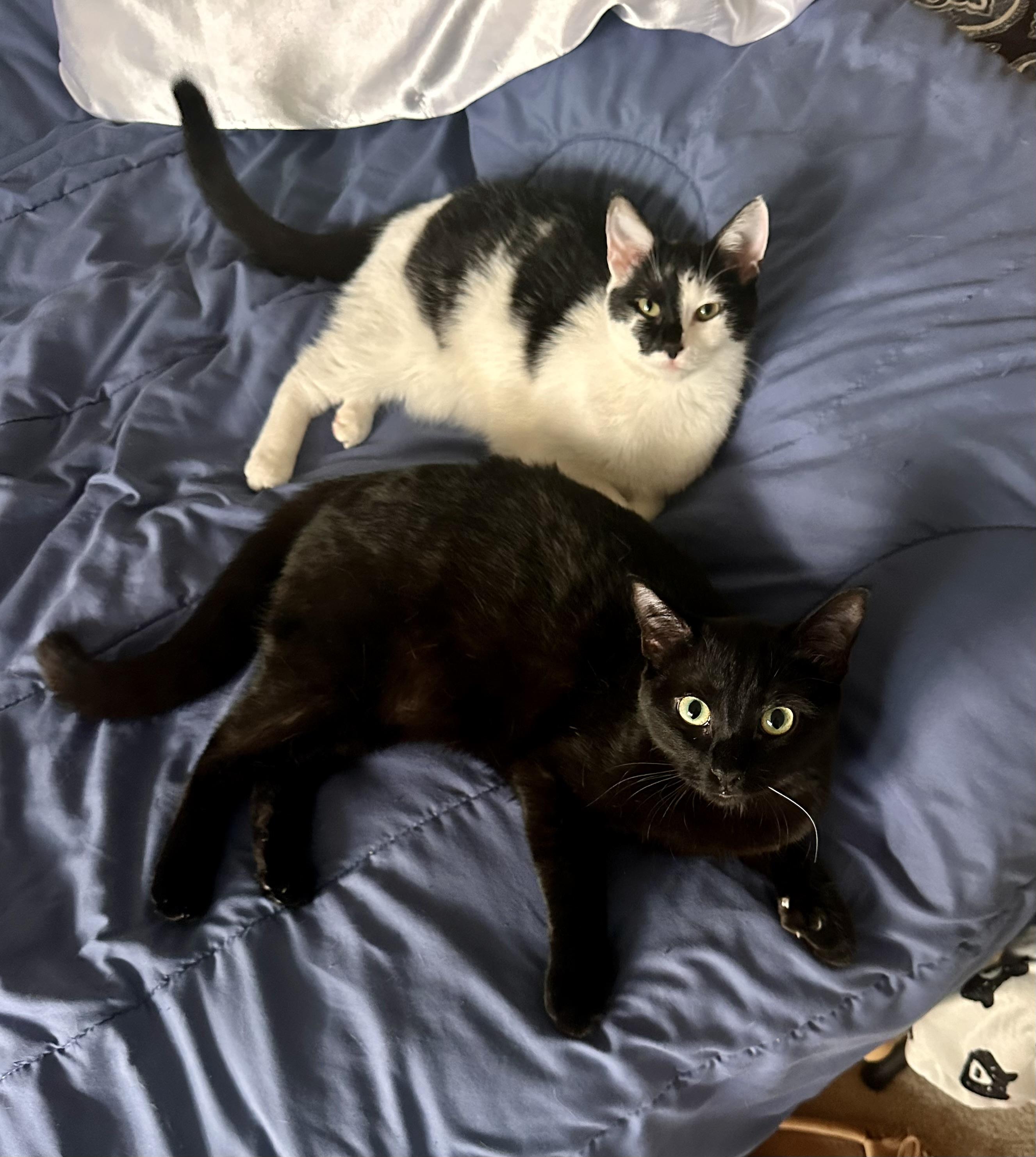 Enlarge Diamond, a Adoptable Domestic Short Hair in Prince Frederick, MD image 4/6