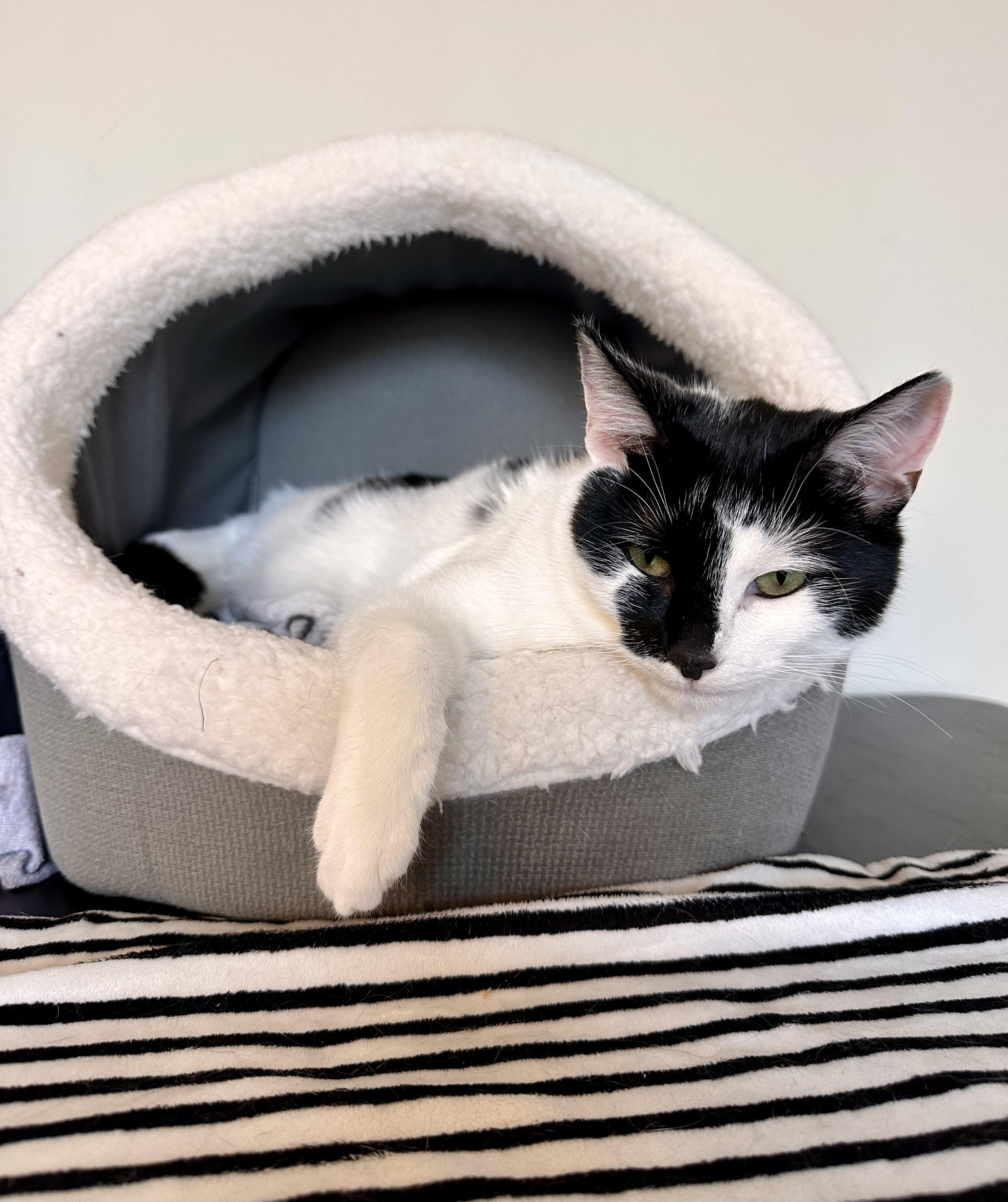 Enlarge Diamond, a Adoptable Domestic Short Hair in Prince Frederick, MD image 3/6