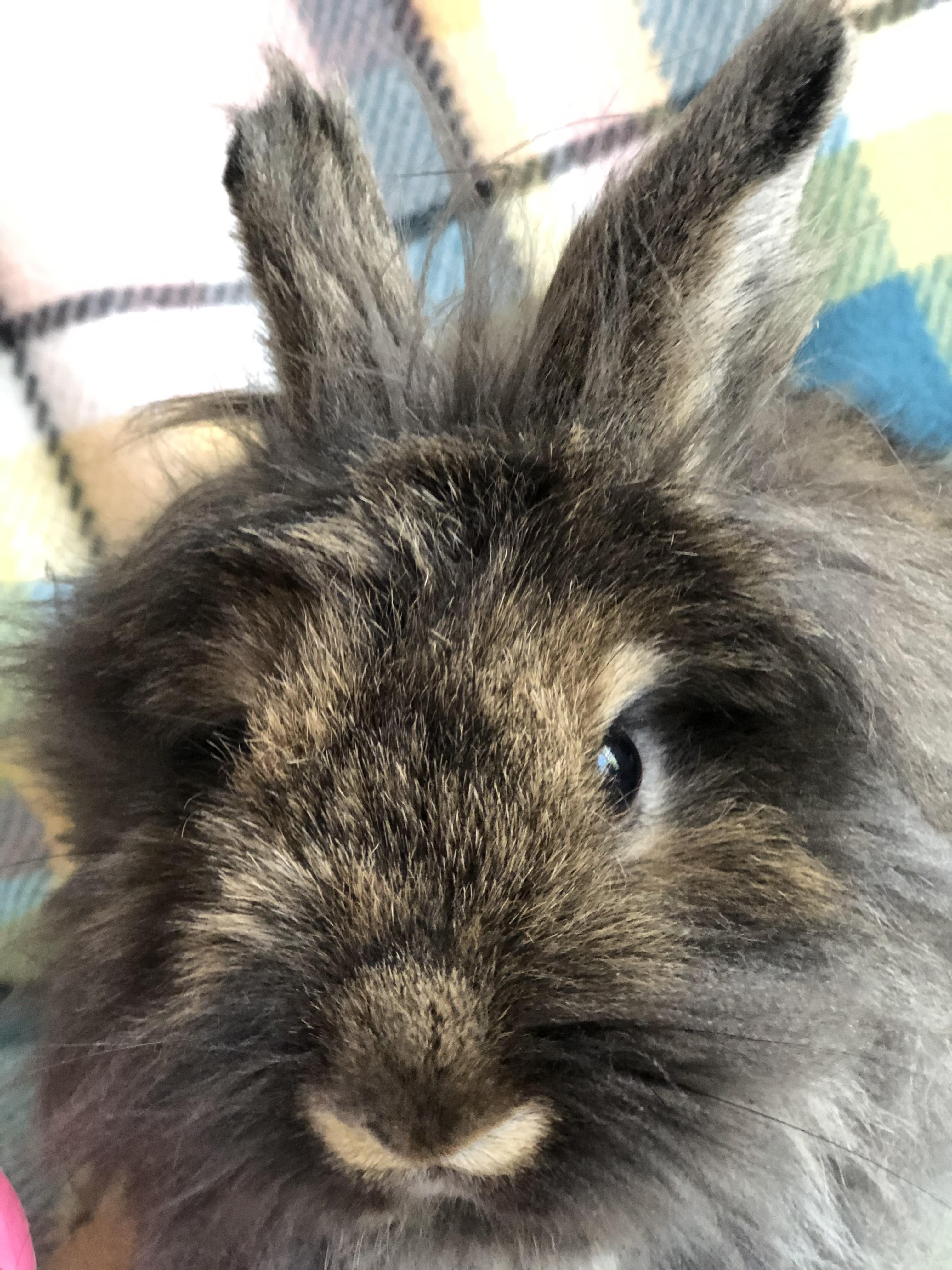 Enlarge Wemby, a ADOPTABLE Jersey Wooly in San Antonio, TX image 1/4