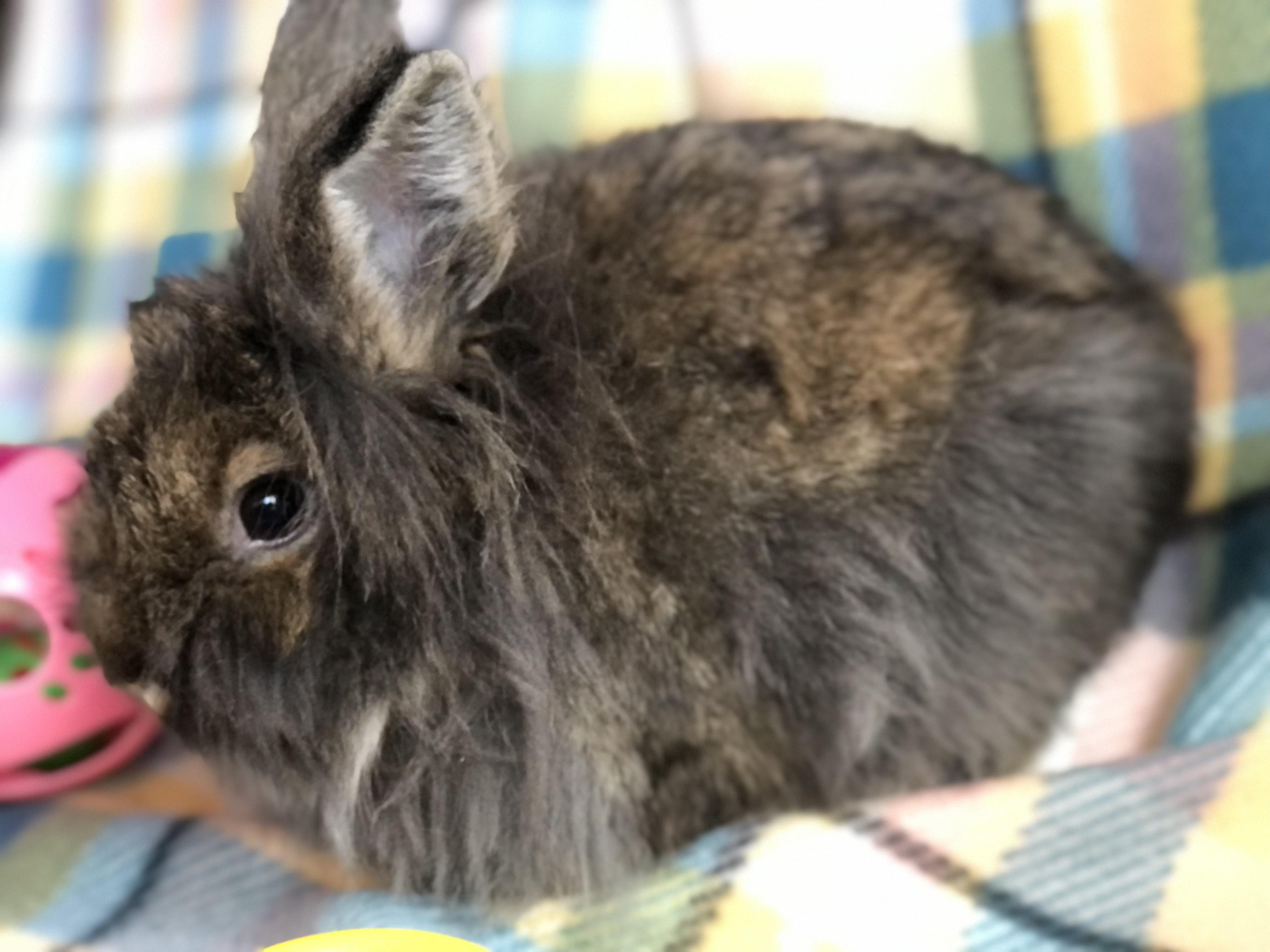 Enlarge Wemby, a ADOPTABLE Jersey Wooly in San Antonio, TX image 2/4