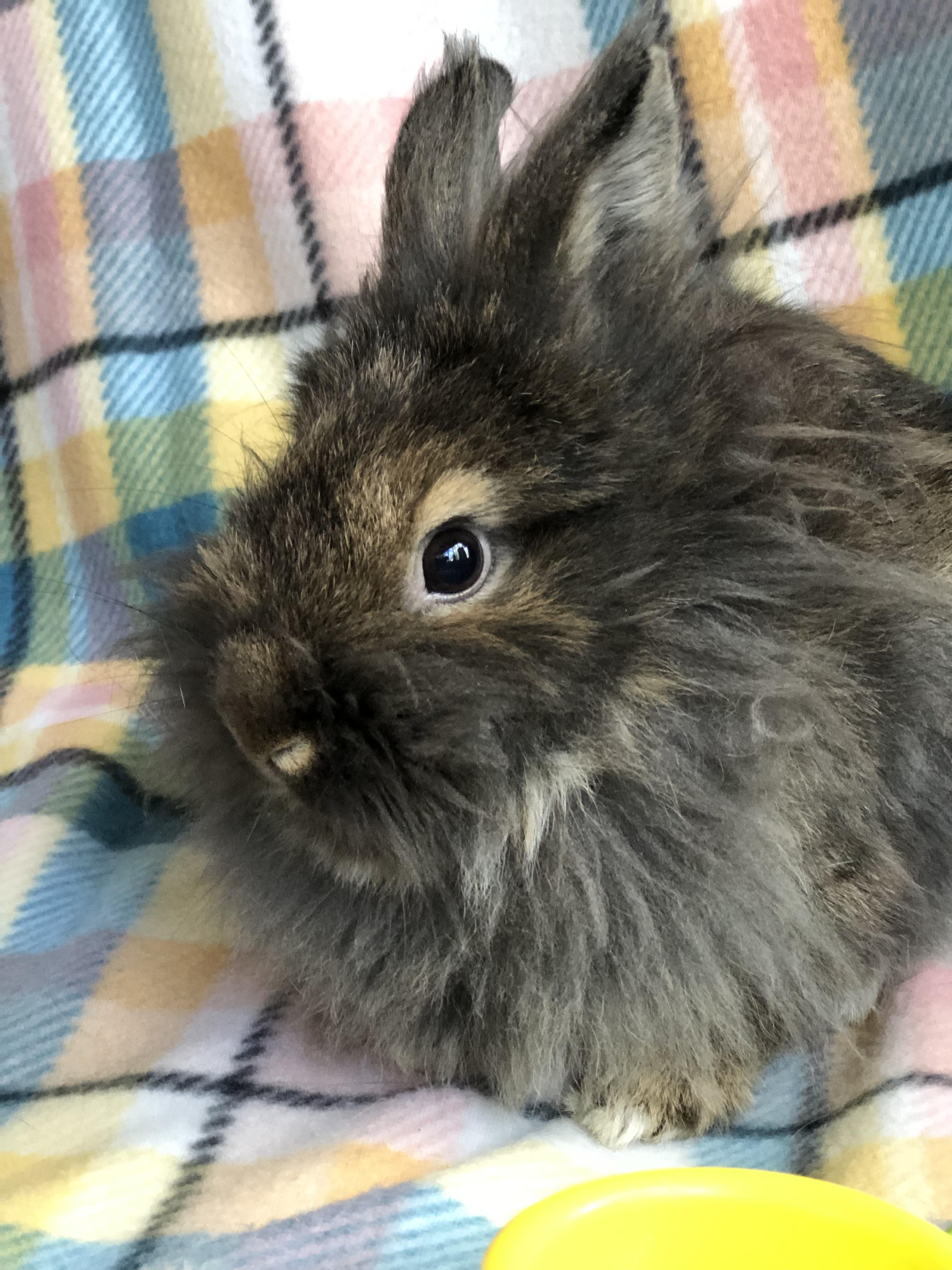 Enlarge Wemby, a ADOPTABLE Jersey Wooly in San Antonio, TX image 3/4