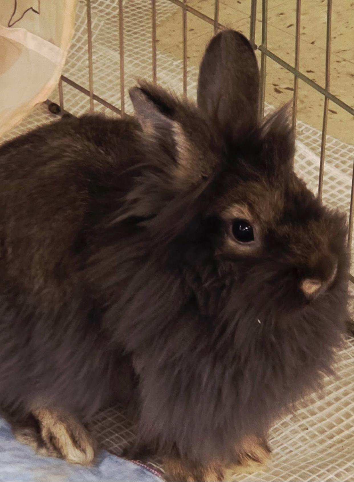 Enlarge Wemby, a ADOPTABLE Jersey Wooly in San Antonio, TX image 4/4