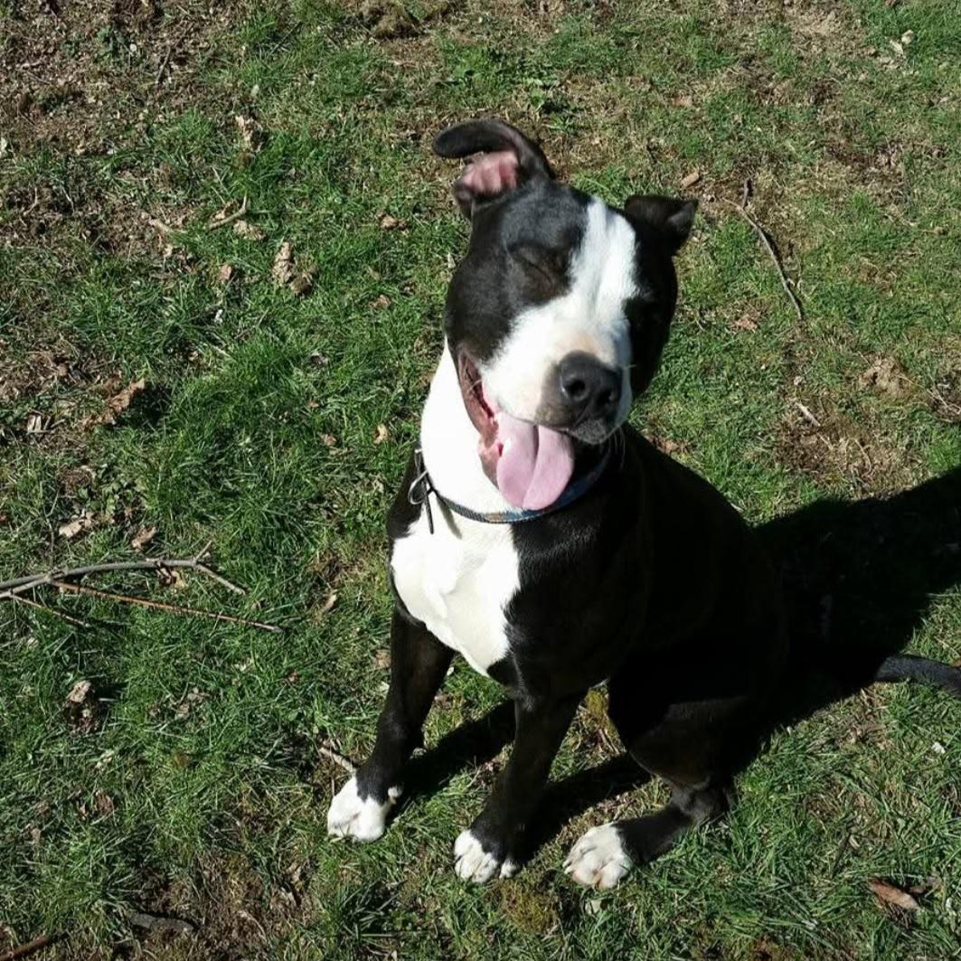 Enlarge John boy, a ADOPTABLE mixed breed in Staatsburg, NY image 1/1