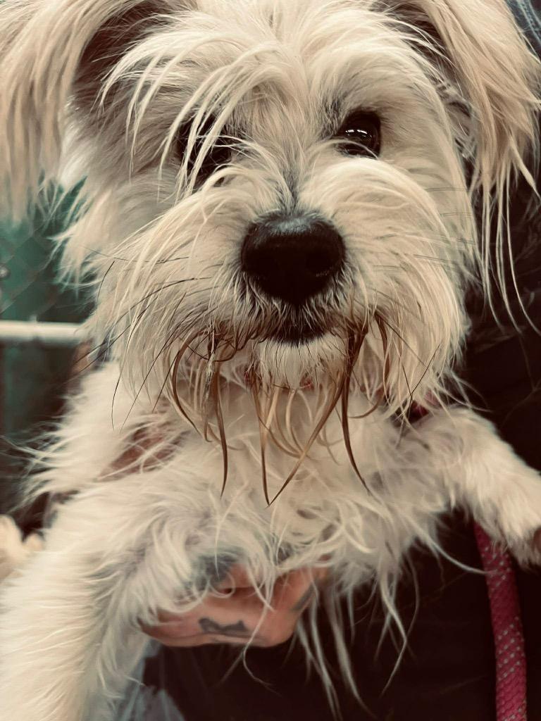 Nugent, Adoptable, Adult Male Mixed Breed.