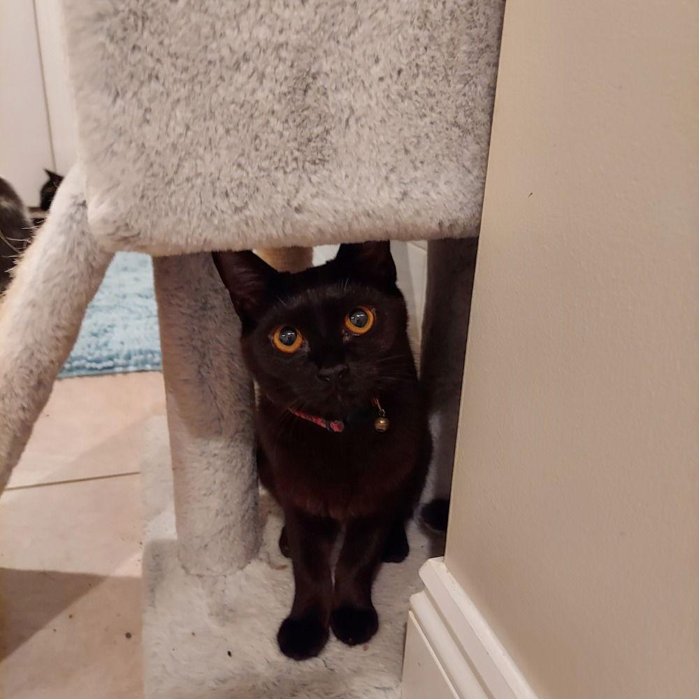 Enlarge Copper, a Adoptable Domestic Short Hair in Panama city, FL image 1/2