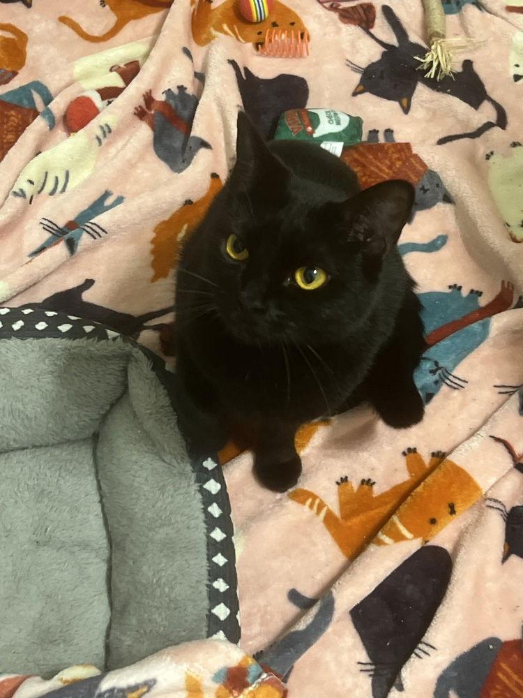 Copper, Adoptable, Adult Female Domestic Short Hair.