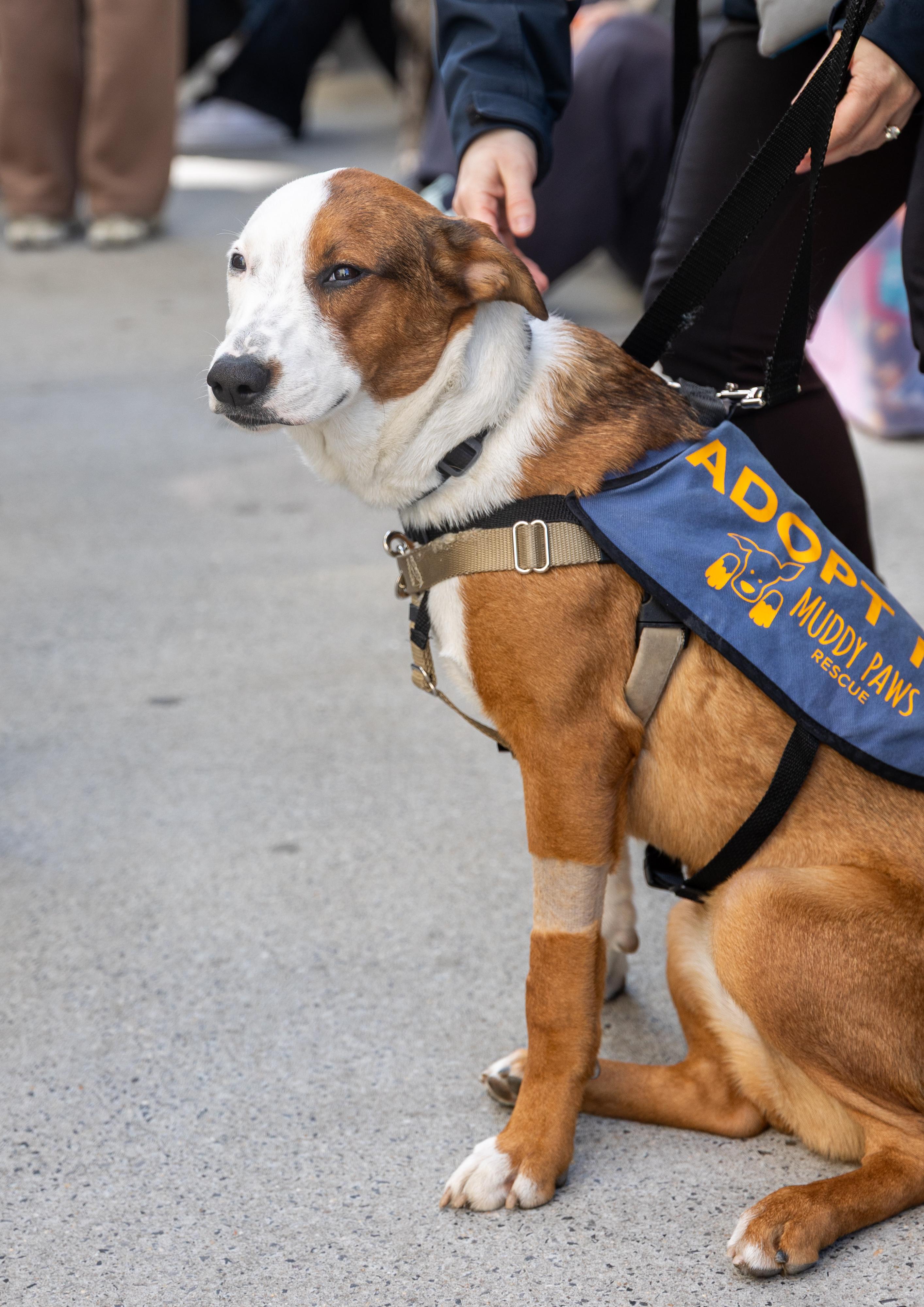 Enlarge Faith, a ADOPTABLE Mixed Breed in Mount Laurel, NJ image 3/3