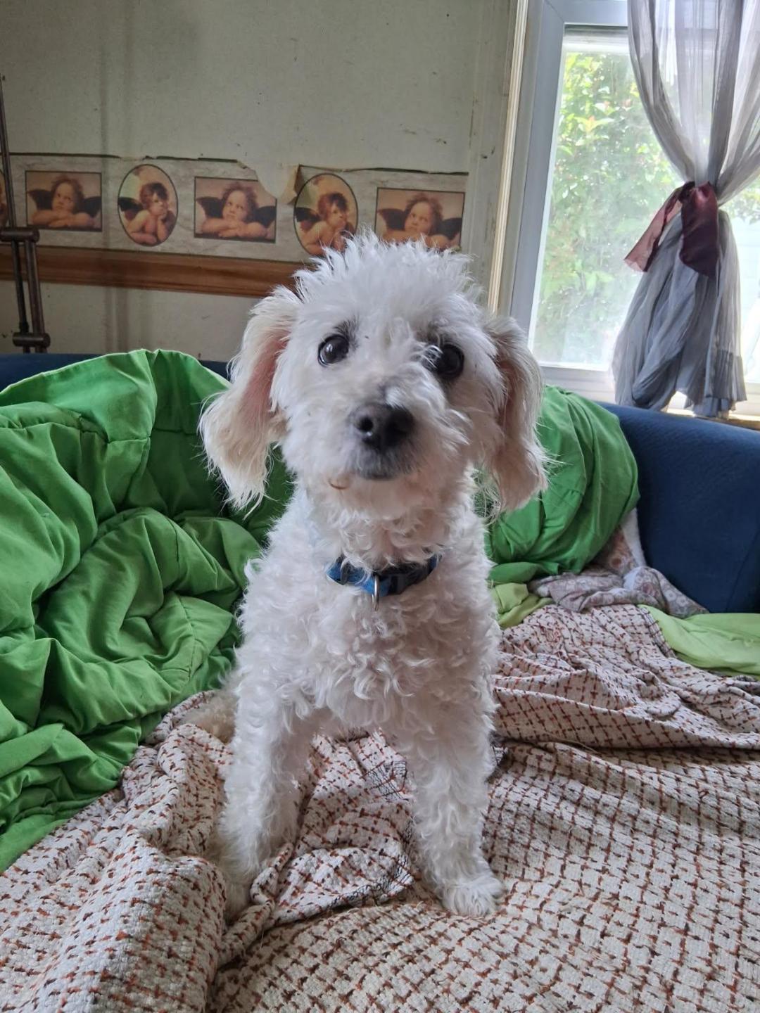 Enlarge Esme, a ADOPTABLE mixed breed in Oregon, IL image 2/2