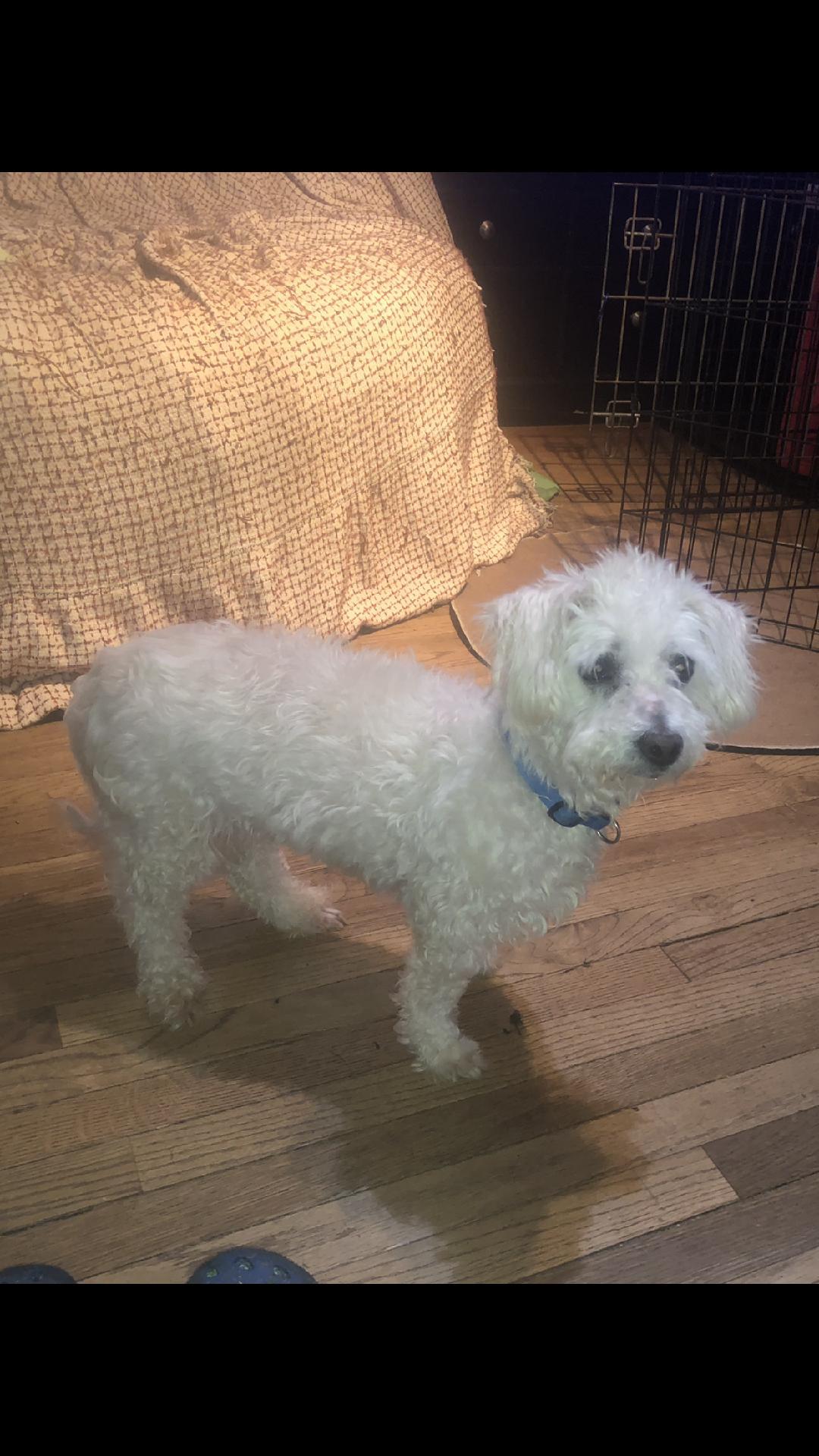 Esme, ADOPTABLE, Adult Female Miniature Poodle & Maltipoo.