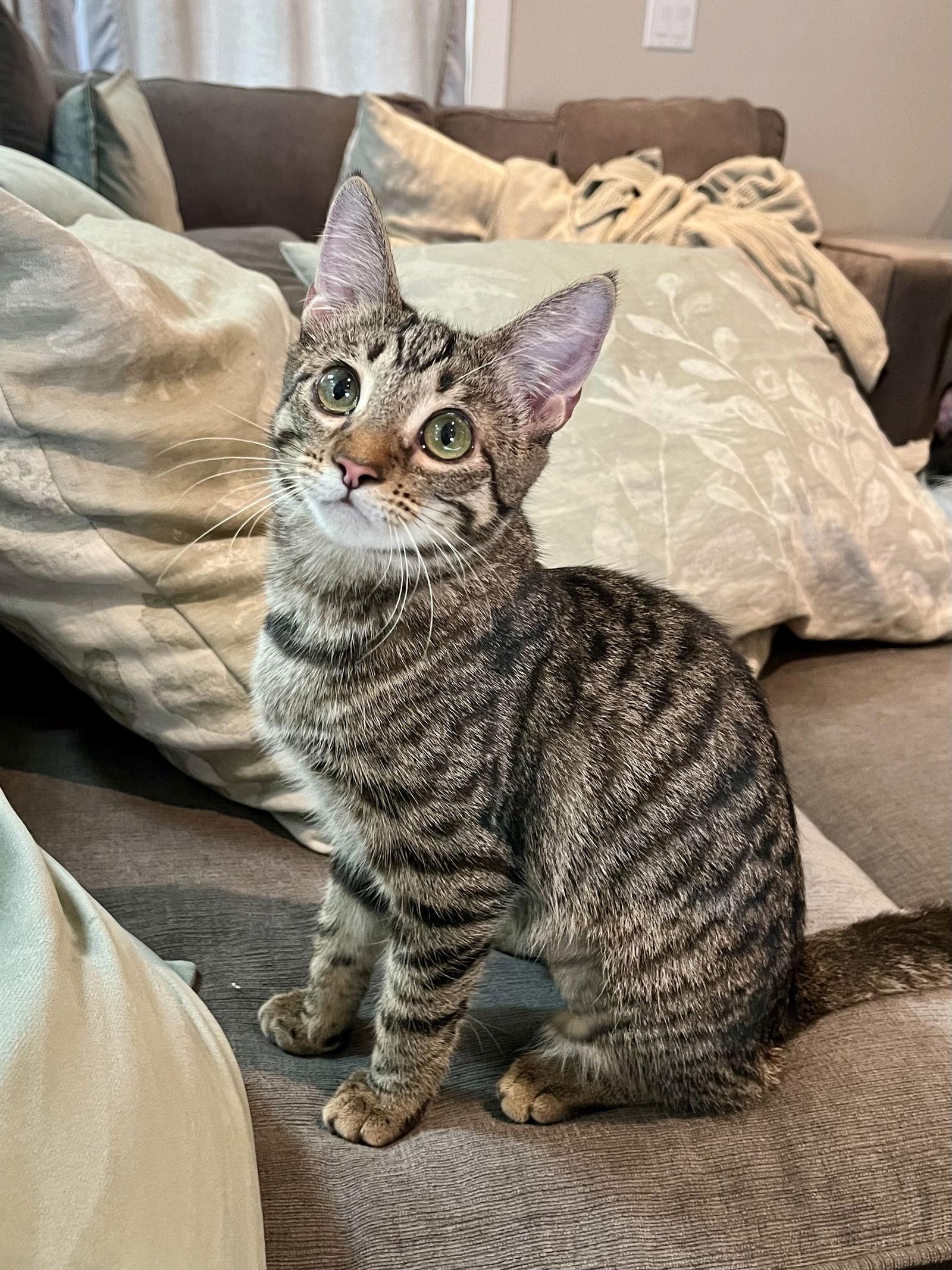 Enlarge Alice & Triscuit, a Adopted Domestic Short Hair in Long Beach, CA image 1/3