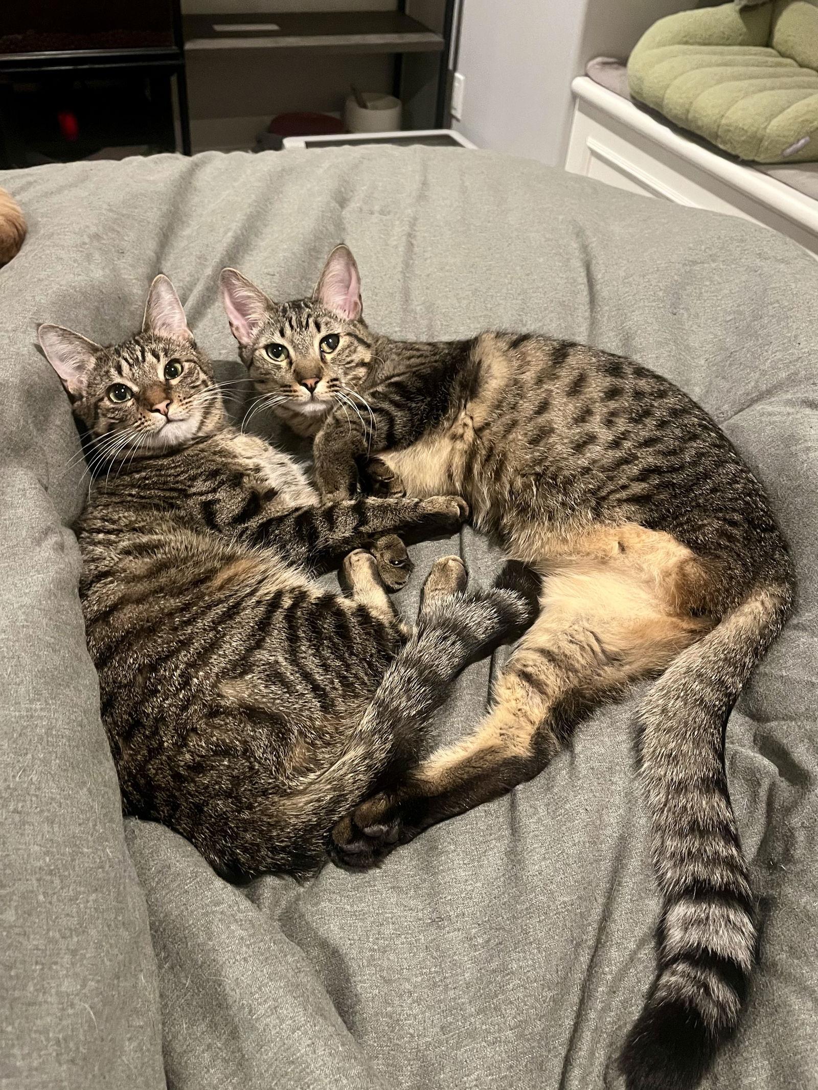 Enlarge Alice & Triscuit, a Adopted Domestic Short Hair in Long Beach, CA image 2/3