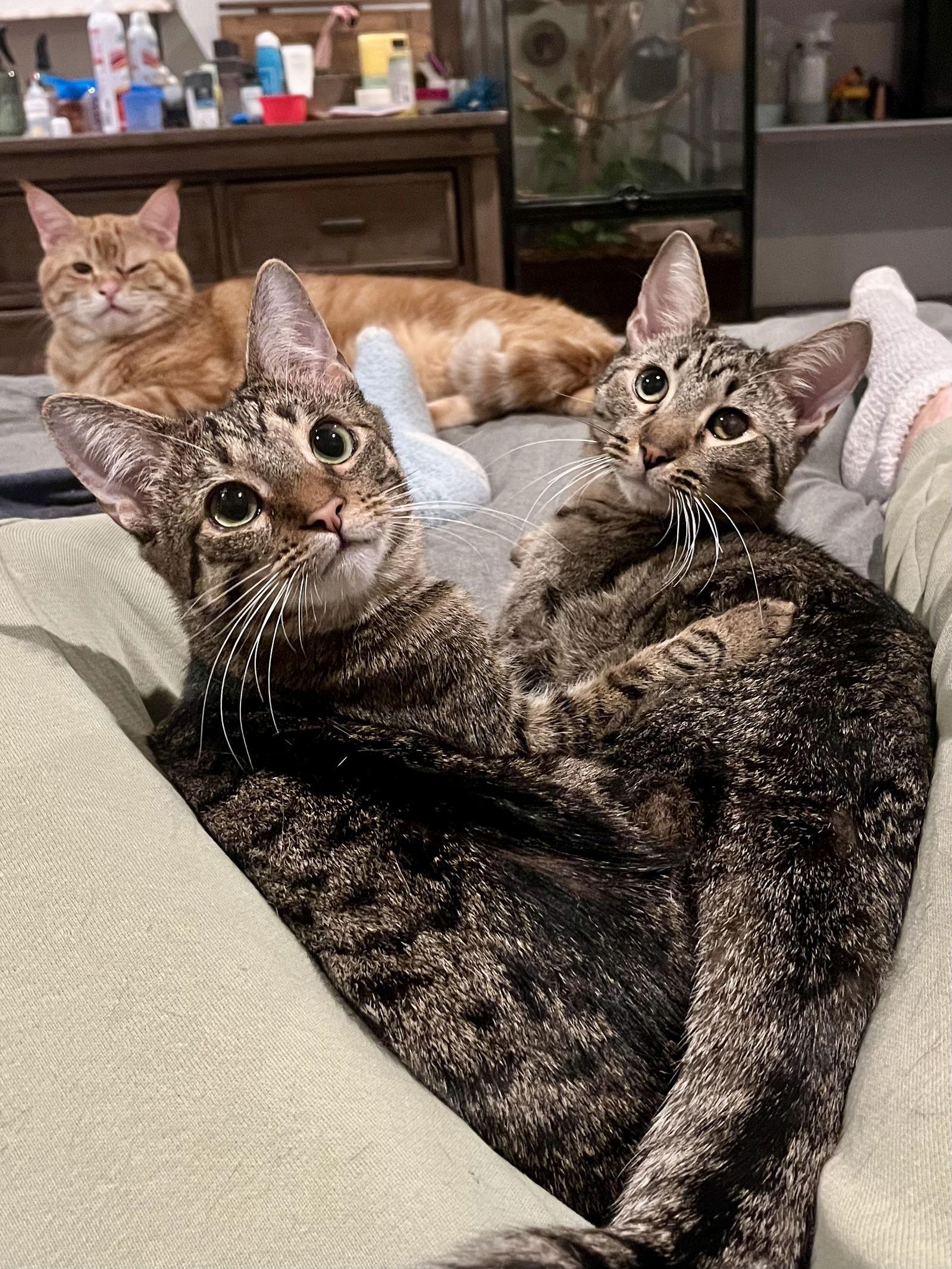 Enlarge Alice & Triscuit, a Adopted Domestic Short Hair in Long Beach, CA image 3/3