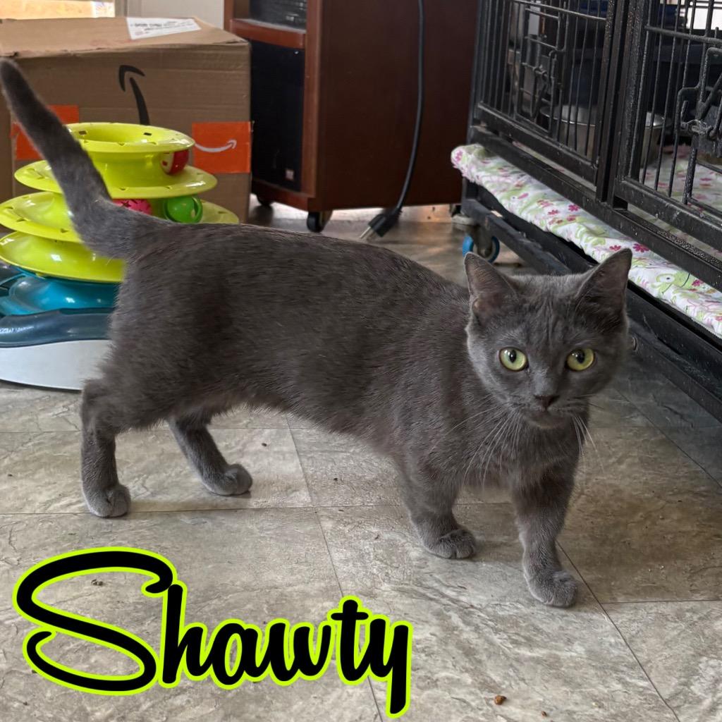Shawty, Adoptable, Young Female Munchkin & Mixed Breed.